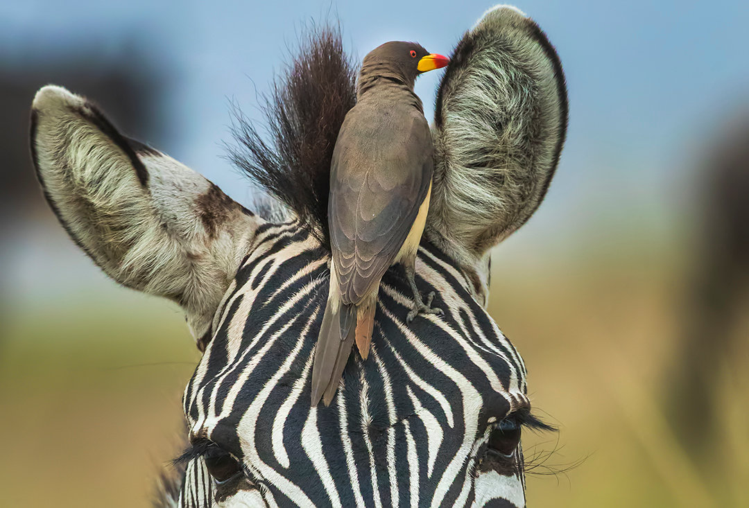 SYMBIOSIS: OXPECKER AND ZEBRA