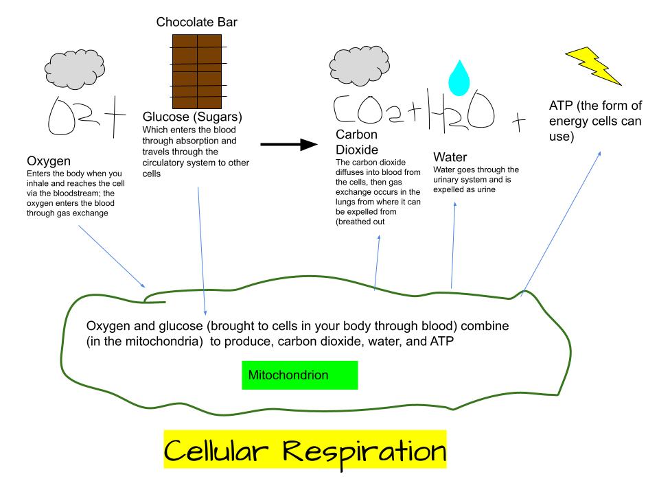 Cellular Respiration
Cellular Respiration is the process of converting nutrients into energy that can be used by the cell cal