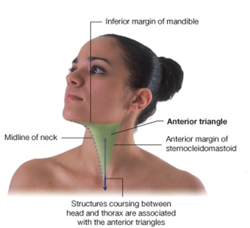 anterior triangle
