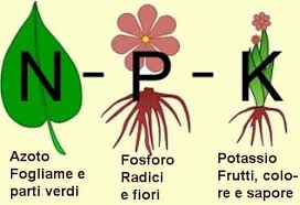 ESIGENZE NUTRITIVE: CONSUMO DI ACQUA ELEVATO, NECESSITA DI 45 KG/HA DI P e 135 KG/HA DI K.