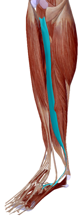 Tibial posterior