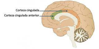 CÍNGULO ANTERIOR