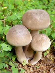 Mushrooms