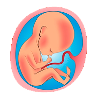 Desarrollo prenatal: tres etapas