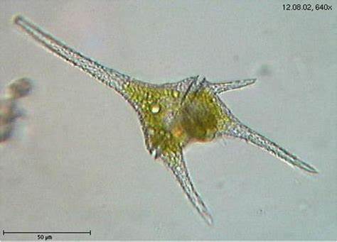 Pyrrophyta