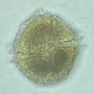 Lingulodinium polyedra