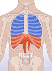 Diaphragm breathing gif