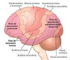 CORTEZA DE ASOCIACIÓN POSTERIOR