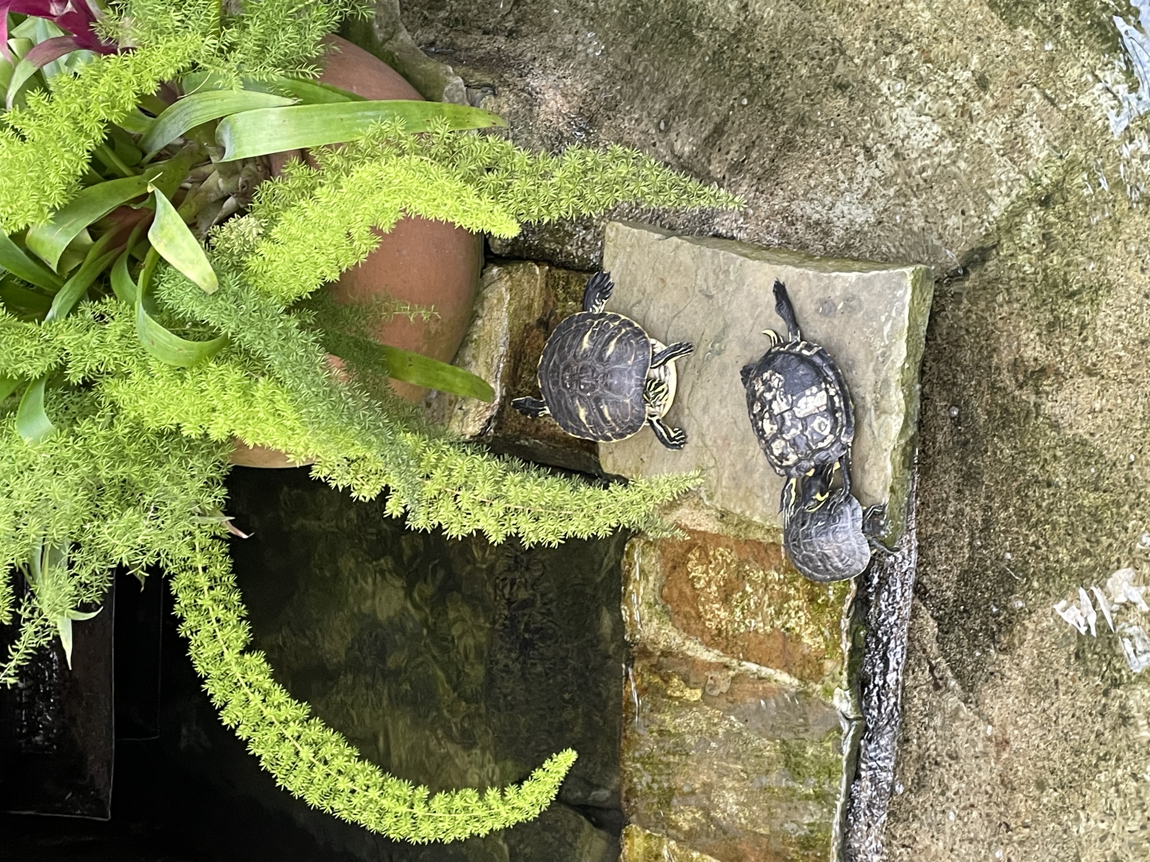 Turtle