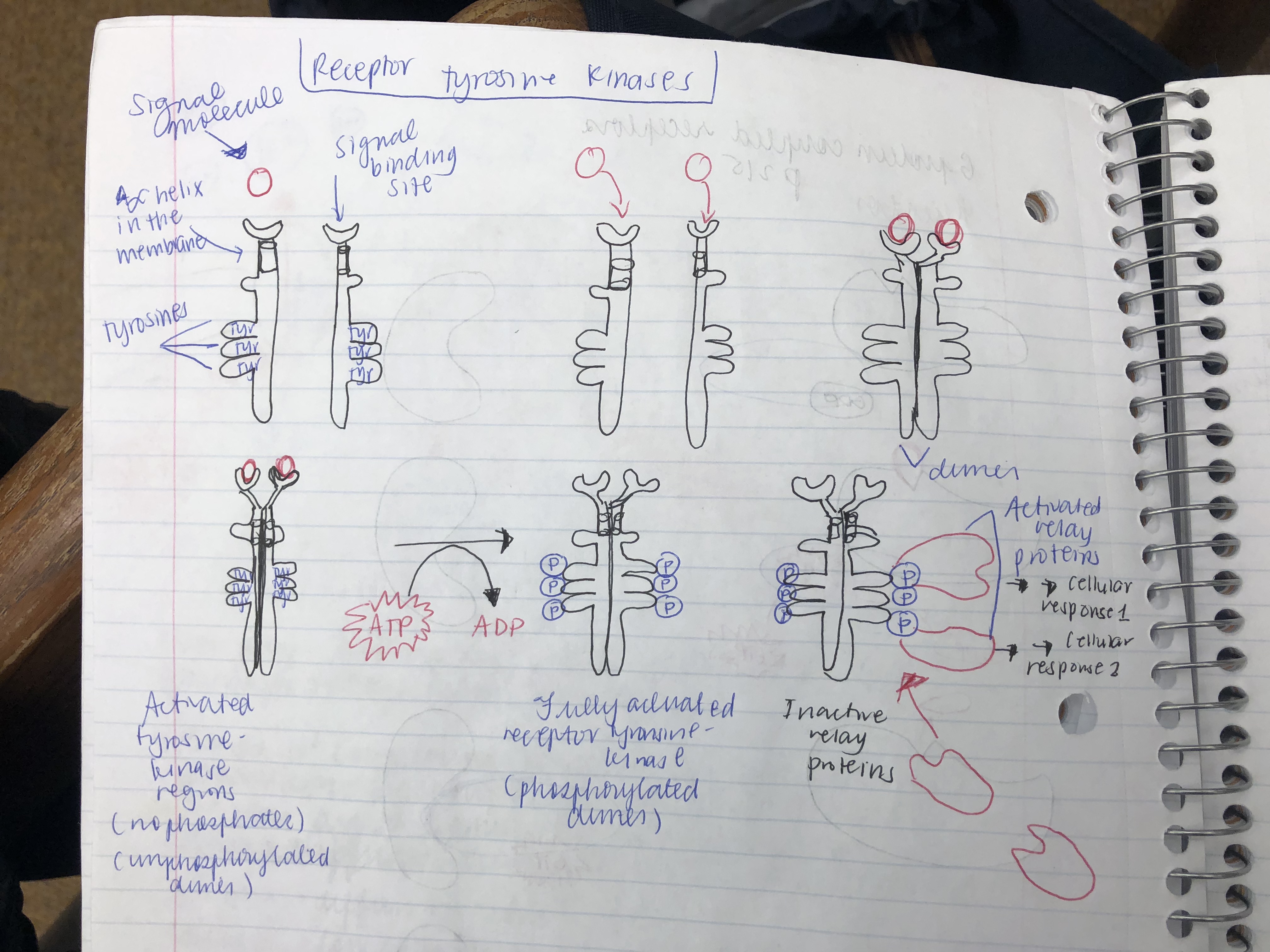 Tyrosine Kinase Receptors