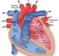 Heart