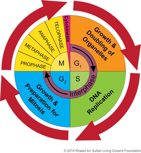 THE CELL CYCLE