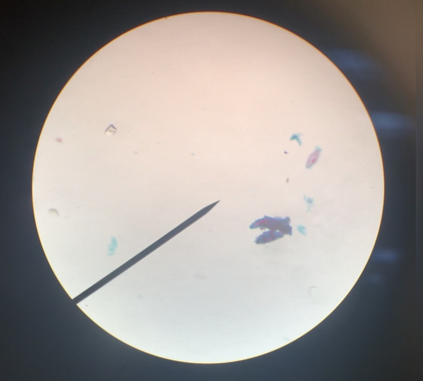 Paramecium 100x