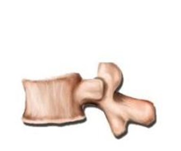 Vertebras lumbares (5)