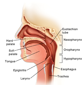 Labelled diagram of the throat