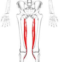 Function= Helps flex
the knee and move the hips