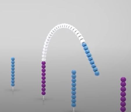 the newly created fragment then hybridize with the neighbouring oligo nucleotide bases attached to the flow cell