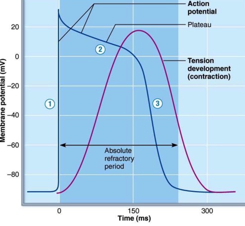 - Phase of rapid depolarization: The influx of sodium via rapid voltage-gated channels.
- Plateau phase: Long-term depolariza