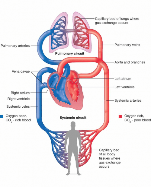 Systemic and Pulmonary Circuit