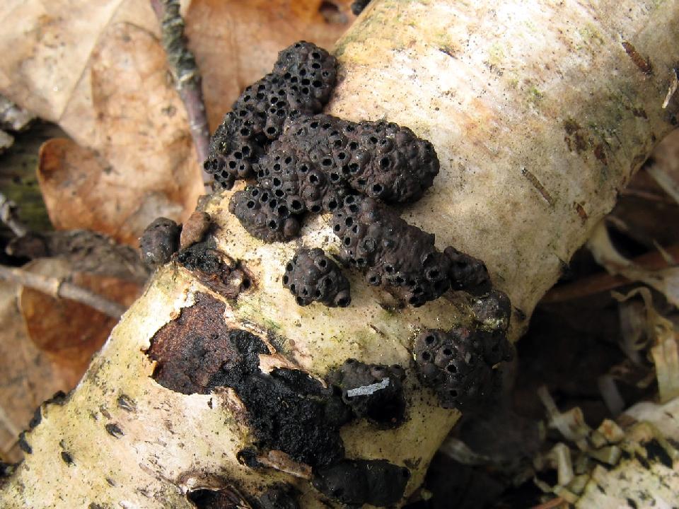 Representative Species:
- Sordariomycetes
