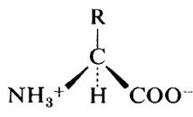 PROTEINE