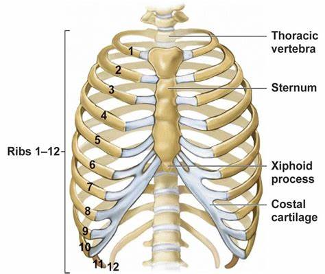 ribcage