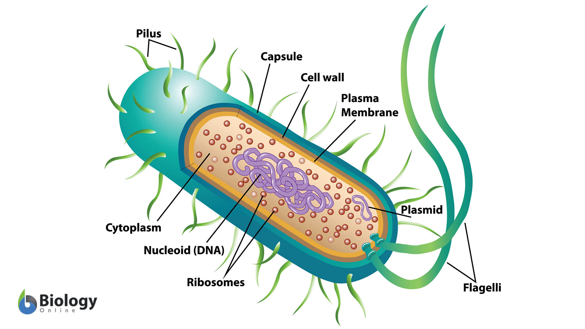 Constructed with a cell wall, cell membrane, flagella, ribosomes, and DNA; all of which is shared with archaebacteria.