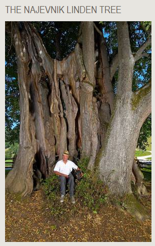 Champion trees