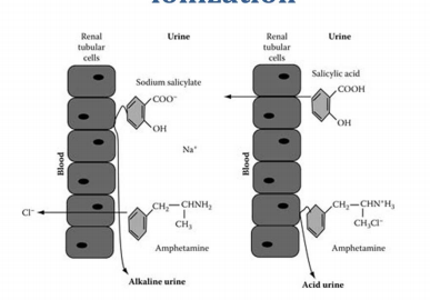 how urine pH can effect tubular secretions