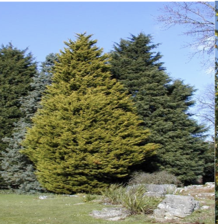 Ex.Conifers