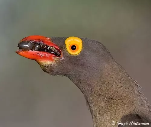 Eats plants and 
animals (ticks, 
parasits)