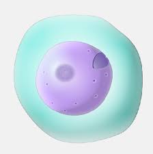 Cytoplasm