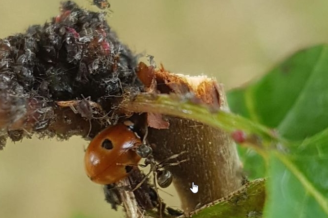 Exemple : la sève d'une jeune pousse de rosier (végétal vert) est mangée par un  puceron (animal phytophage). Le puceron est 