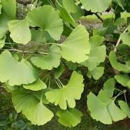 Maidenhair tree