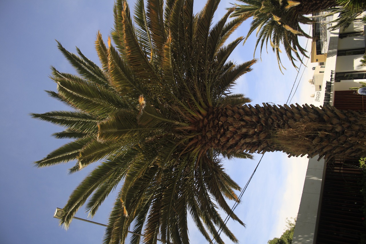 Phoenix Canariensis