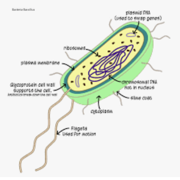 Organismi Unicellulari