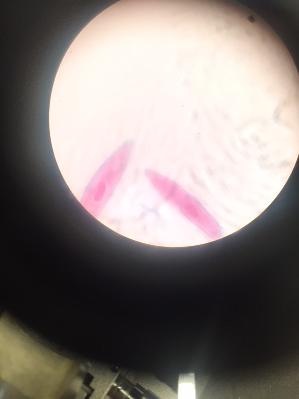 Picture of a paramecium that was taken in class with the use of a microscope.The nucleus is very noticeable.