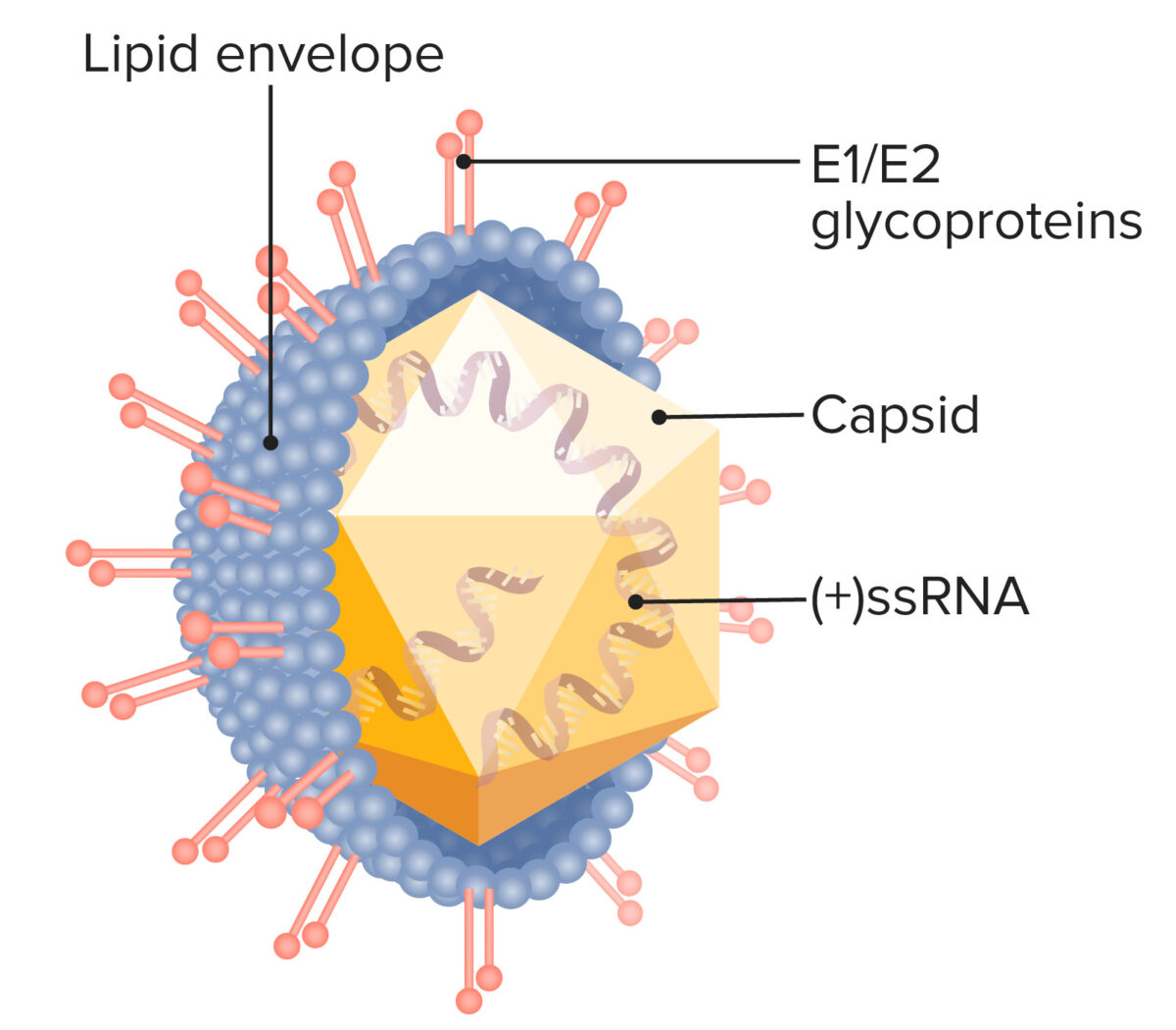 Estructura/Flavivirus -envoltura ARN +
Tamaño aproximado 60 nm esférico