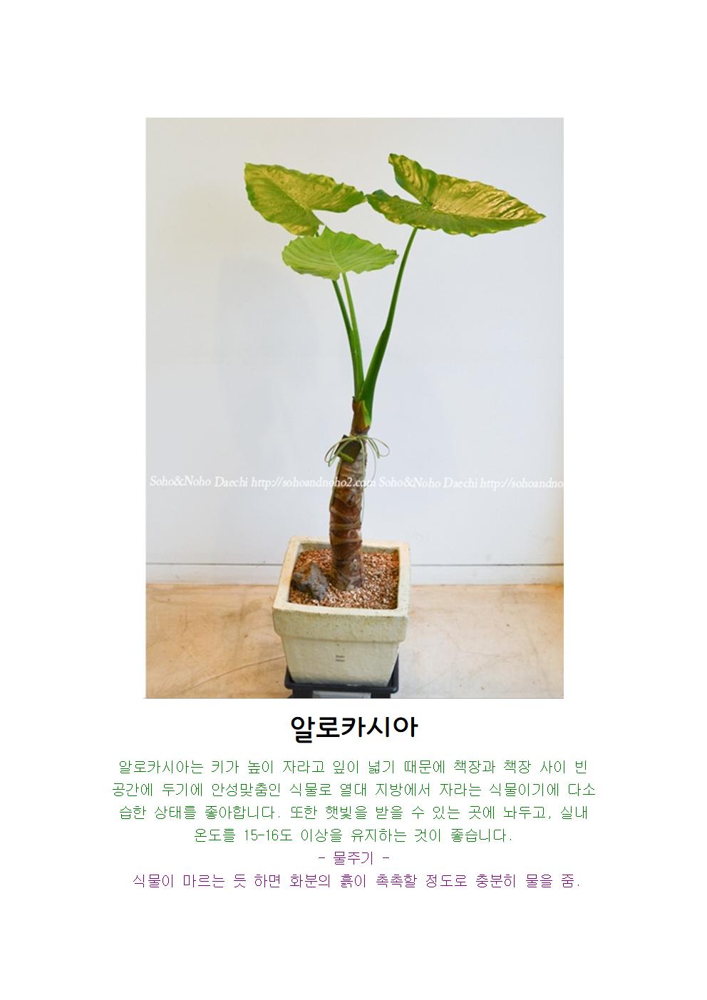 알로카시아