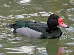 Rosy Billed Pochard