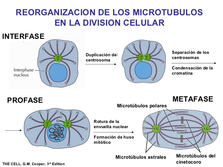 División celular
