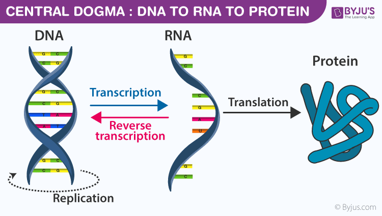 Protein Synthesis
- Transcription and translation processes
- Role of ribosomes and tRNA