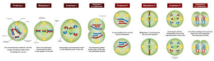 2 stages