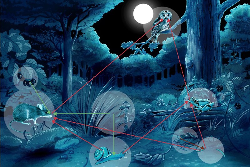 Réseau alimentaire nocturne