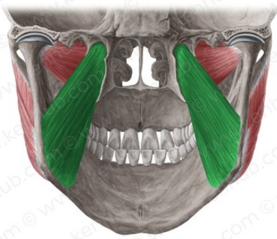 Pterigoideo medial