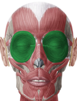 Orbicular de los ojos