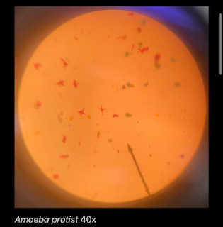 Amoeba proteus 40x
