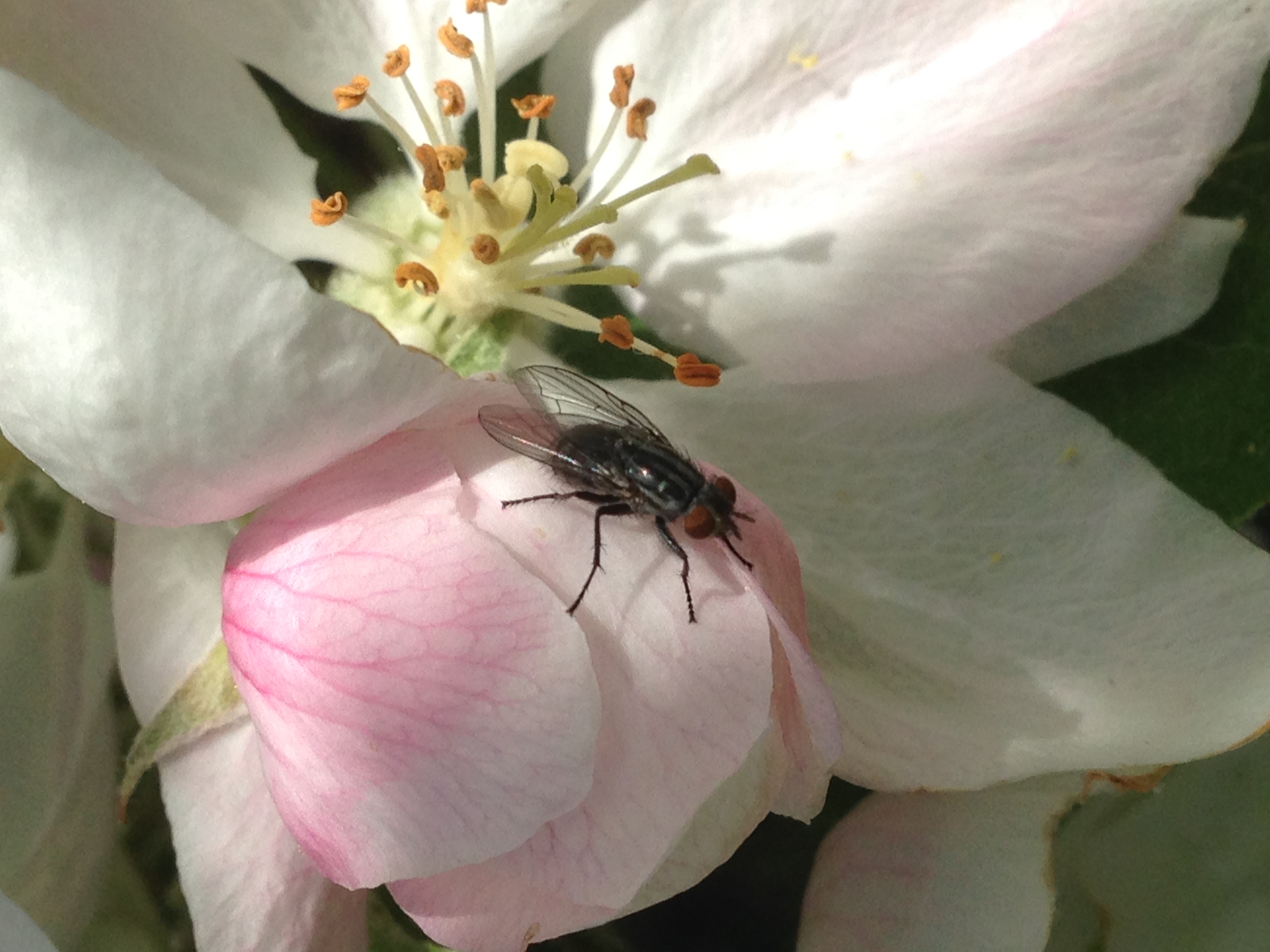 Musca domestica (common house fly)