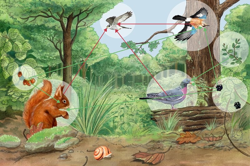 Réseau alimentaire diurne de la forêt