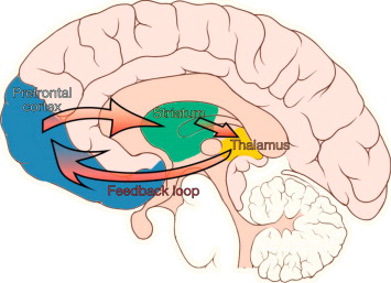 part of a series of regions called "OCD circuit"
that influence emotional value of certain stimuli 
and what behavior and cog